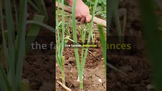 Ep 07 Microbial Biofertilizers The Future of Sustainable Farming [upl. by Zumwalt]