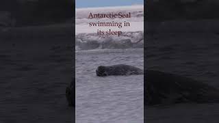 Weddell Seal swimming in its sleep [upl. by Ever]