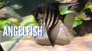 Freshwater Angelfish  Complete Care Guide amp Species Profile [upl. by Cleavland]