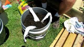 TRG 2012 2 of 2 Filling amp Planting the Self Wicking Tomato Watering Container [upl. by Kcyred]