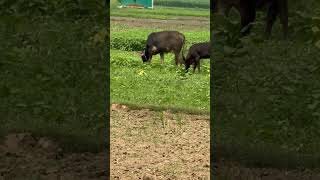 Cows are eating grass in the field shorts cow wildlifejourney [upl. by Coheman]