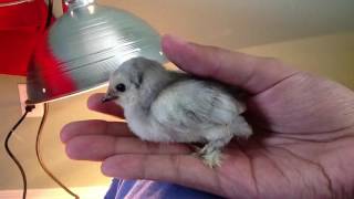 Blue duccle bantam chick [upl. by Platus273]