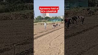 Agronomy field RCA UDAIPUR shortvideo shorts rca udaipur agriculture agriculturelife [upl. by Anaerdna389]