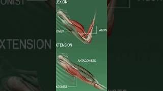 Antagonistic Movement Of MusclesMuscles movementshortsshorts feedviral [upl. by Assenay]