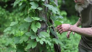 Hops Humulus lupulus [upl. by Hendon]