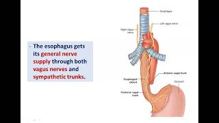 Anatomy of the Esophagus  Dr Ahmed Farid [upl. by Nylirehc495]