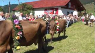 Viehscheid Tannheim Tirol 2011 [upl. by Siusan490]