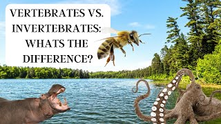 Vertebrates vs Invertebrates What’s the difference [upl. by Stickney99]