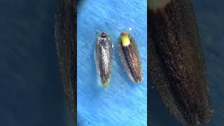 Time lapse of giant coreopsis seed flower germination nature [upl. by Lurette]