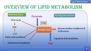 1 Overview of lipid metabolism  Lipid Metabolism1  Biochemistry  NJOY Biochemistry [upl. by Ynaffit]