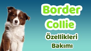 Border Collie özellikleri bakımı beslenmesi sağlığı ve eğitimleri [upl. by Sonaj85]