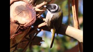 Strong Billed Honeyeater call [upl. by Noet681]