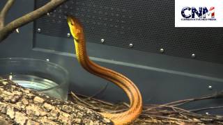 Everglades Rat Snake  in HD [upl. by Siuraj]