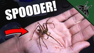 I HANDLED IT The Spider Shop UK unboxing [upl. by Anitsyrhc681]