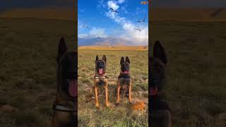 DOG TRAINING malinois dog malinoislovers malinoislove pubg k9 [upl. by Eirruc]