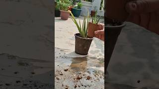 Aloevera propagation in tea cup aloeveraplant terracegardning explore garden plants gardening [upl. by Ahtiekal]