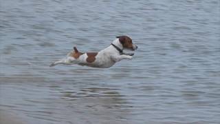 Jack Russell Racing Dive [upl. by Gabriellia]