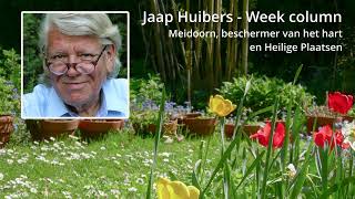 Jaap Huibers  Week column  Meidoorn beschermer van het hart en ‘heilige plaatsen’ [upl. by Annael]