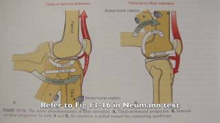 OT 440 Kinesiology Lower extremity knee locking mechanism [upl. by Katzman248]