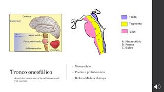 16 Anatomia macroscopica del encefalo [upl. by Emeric921]