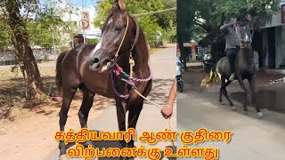 Kathiyawari stallion for sale  திருநெல்வேலியில் கத்தியவாரி ஆண் குதிரை விற்பனைக்கு உள்ளது [upl. by Aieken]