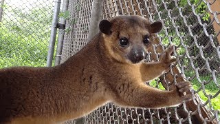 This Kinkajou is the Cutest Animal Youve Never Heard Of [upl. by Hezekiah707]