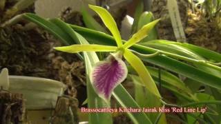 Brassocattleya Kirchara Jairak Kiss Red Line Lip [upl. by Eilujna]