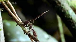 Cordyceps Fungus [upl. by Bambi]