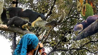 TUPAI LANGKAH DI POHON DURIAN BERBUAH [upl. by Bigner50]