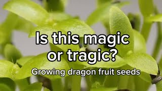 One thing about me if there’s a seed I’m going to try and grow it plantgrowth dragonfruitplant [upl. by Lyrradal]