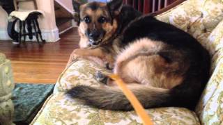 Growling German Shepherd  Attacking The Back Scratcher [upl. by Eelrebmik]