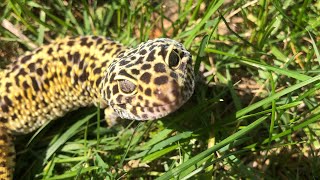 Leopard gecko in the “wild” [upl. by Meagher]