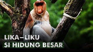 Nasib Bekantan Dari Masa Depan Kalimantan  Monyet Bekantan [upl. by Trebor1]