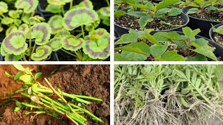 AUGUST MA KUN KUN PHUL KO CUTTINGS RAKHNU  10 Best Plants to Propagate from Cuttings in August [upl. by Nalod66]