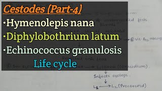 Cestodes Part4  Hymenolepis nana  Diphylobothrium latum  Echinococcus granulosus  Life cycle [upl. by Goth]