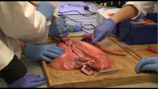 Biology  Lung Dissection  Preston College Ummer Rubani [upl. by Enilorak]