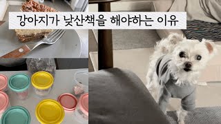 강아지 면역체계에 중요한 호르몬 멜라토닌사람 치즈케잌 만들기 강아지 생식소분하기 [upl. by Padgett]