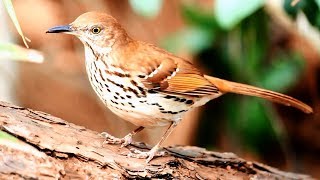 Brown Thrasher song [upl. by Nawd]