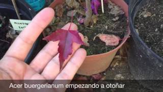 Primer Arce otoñando Acer buergerianum [upl. by Ahilam978]