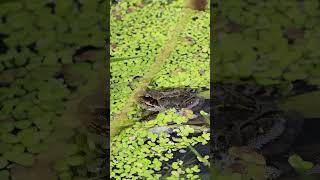 Little frog chilling in the pond [upl. by Annahsar580]