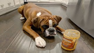 Best Of Cute Boxer Puppies 3  Funny Puppy Videos 2018 [upl. by Polky640]