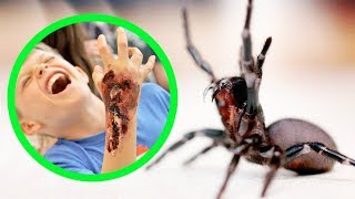 THE MOST DANGEROUS SPIDERS IN AUSTRALIA TOP 10 [upl. by Warring]