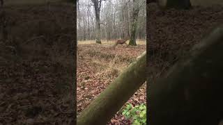 HARDE DE CERFS AU SAUT DE LALLÉE EN SOLOGNE  chasse hunt hunting chasseur cerf redstag [upl. by Nnaer]