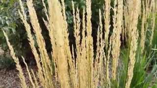 When Is The Best Time to Cut Back Karl Foerster Feather Reed Grass [upl. by Anatnom993]