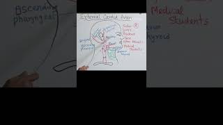 external carotid artery branches mnemonic carotid surgeryeducation [upl. by Dorella]