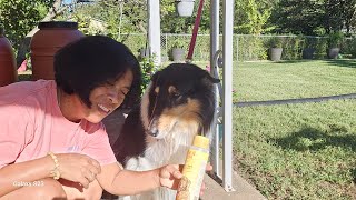 Outdoor Dog Bath For Collie live dogbath dogbathing fallbathing [upl. by Enymzaj]