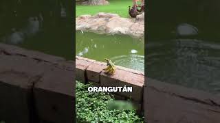 Orangután Aplaude Sarcásticamente a Una Chica que le Lanzó una Banana [upl. by Jacquette906]