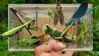 catch insects mantis grasshopper damselfly katydid cicada [upl. by Niuqaoj291]