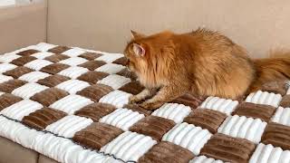 Paw Protect Couch Cover  From Cattasaurus [upl. by Oina]