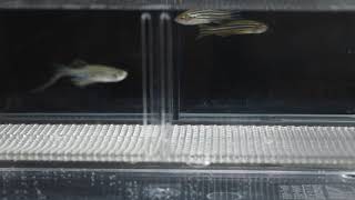 Zebrafish and its eggs in a mating tank [upl. by Seppala899]